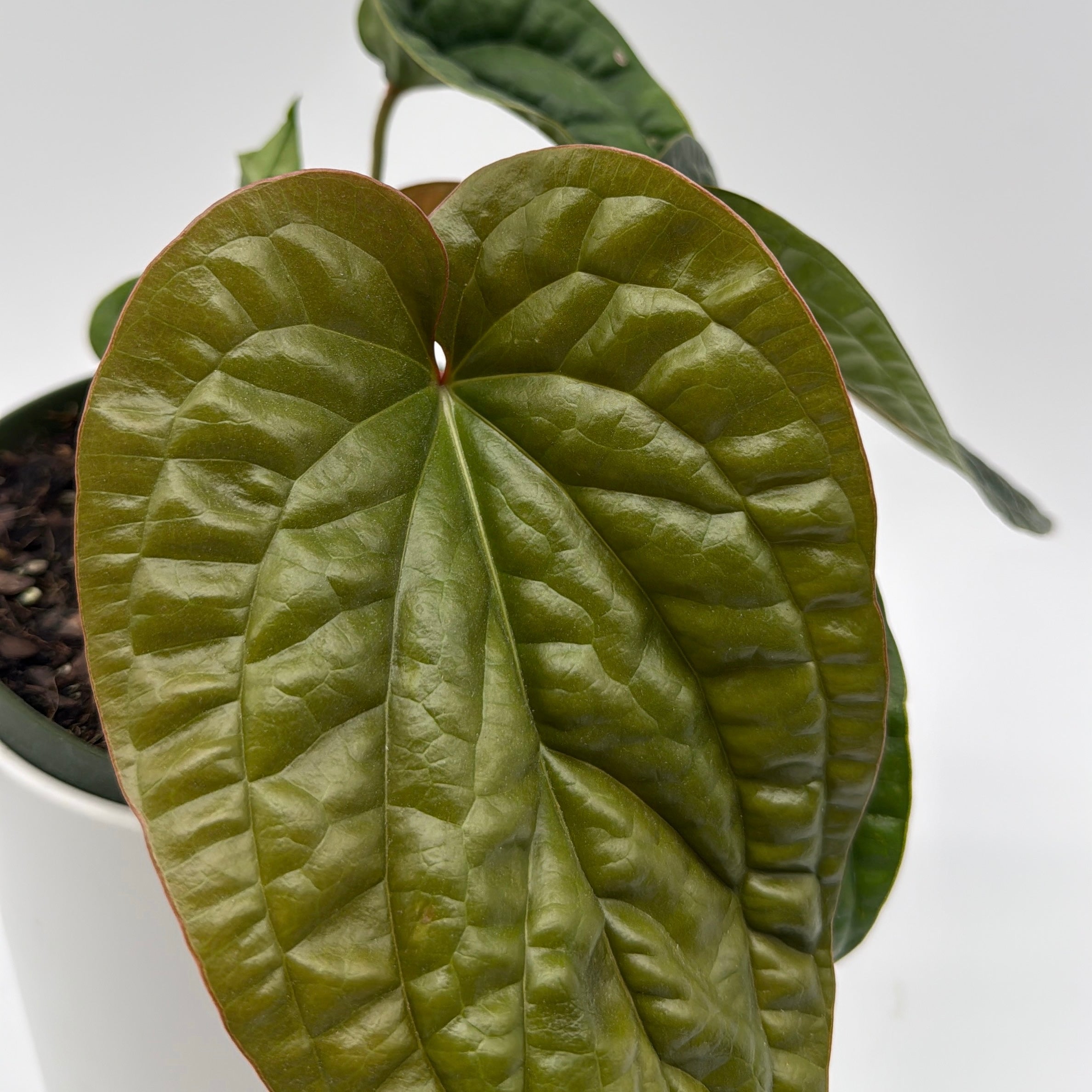 anthurium radicans x dressleri vs luxurians Runo Plants | Indoor Plants