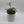 Philodendron Tortum