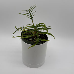Philodendron Tortum