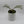 Philodendron Tortum