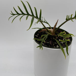 Philodendron Tortum