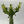 Variegated African Milk Tree (Euphorbia Trigona)