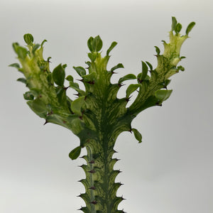 Variegated African Milk Tree (Euphorbia Trigona)