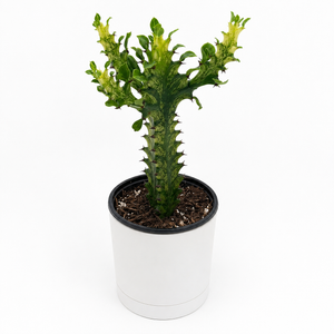 Variegated African Milk Tree (Euphorbia Trigona)