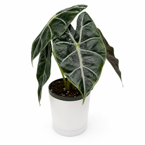 Alocasia Watsoniana 'Red Vein'
