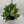 Monstera Adansonii (Swiss Cheese Plant)