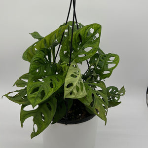 Monstera Adansonii (Swiss Cheese Plant)