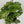 Monstera Adansonii (Swiss Cheese Plant)