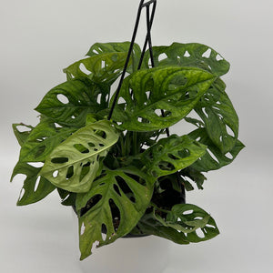 Monstera Adansonii (Swiss Cheese Plant)