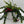 Twisted Lipstick (Aeschynanthus Rasta)