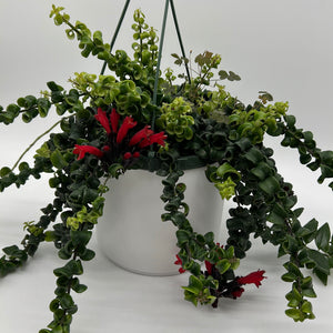 Twisted Lipstick (Aeschynanthus Rasta)