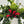 Twisted Lipstick (Aeschynanthus Rasta)