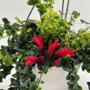 Twisted Lipstick (Aeschynanthus Rasta)