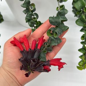 Twisted Lipstick (Aeschynanthus Rasta)