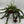 Twisted Lipstick (Aeschynanthus Rasta)