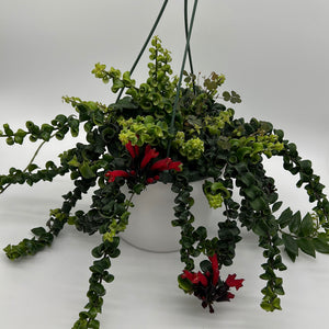 Twisted Lipstick (Aeschynanthus Rasta)