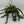 Twisted Lipstick (Aeschynanthus Rasta)