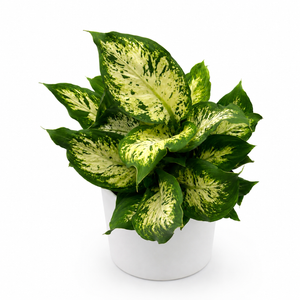 Dieffenbachia ‘Compacta’