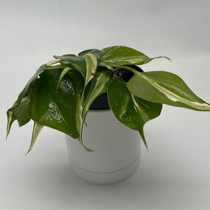 Philodendron Hederaceum 'Silver Stripe'