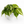 Philodendron Hederaceum 'Silver Stripe'