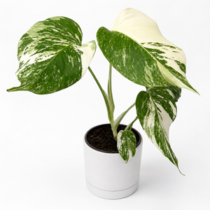 Monstera 'Albo Borsigiana'