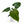 Philodendron Colombia