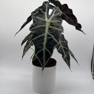 Alocasia Polly