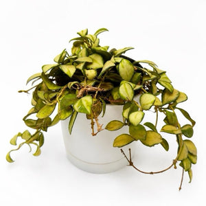 Variegated Hoya Heuschkeliana