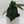 Alocasia Baginda 'Dragon Scale'