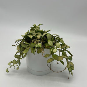 Variegated Hoya Heuschkeliana