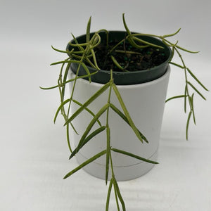 Hoya Linearis