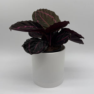 Calathea Dottie