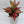 Aglaonema Red Hybrid