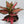 Aglaonema Red Hybrid