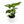 Syngonium Albo