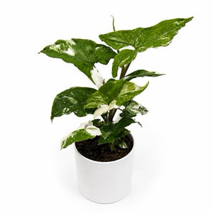 Syngonium Albo