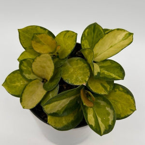 Hoya Austrailis Lisa