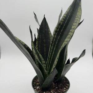 Sansevieria 'Whitney'