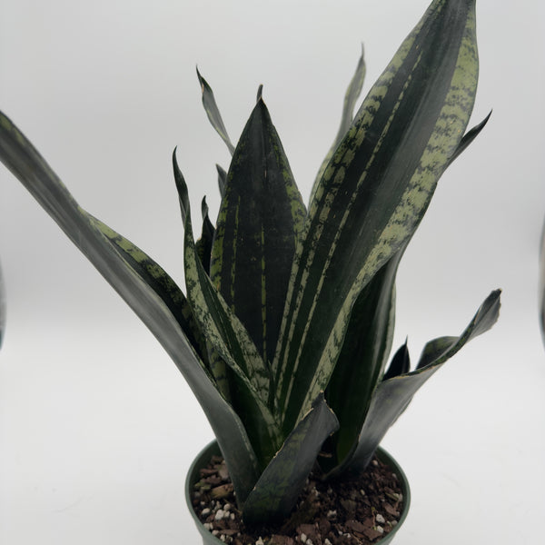 Sansevieria 'Whitney'