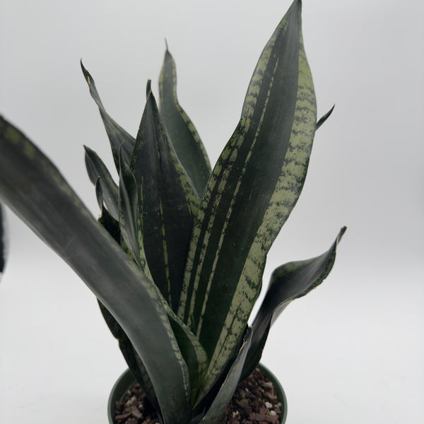 Sansevieria 'Whitney'