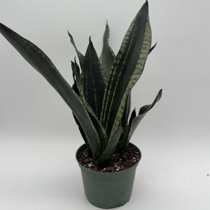 Sansevieria 'Whitney'