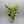 Philodendron Florida Ghost Mint