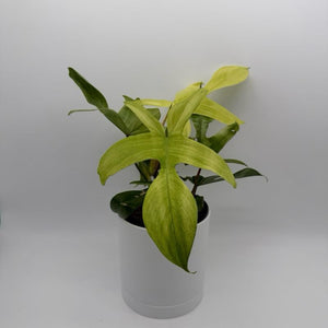 Philodendron Florida Ghost Mint