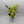 Philodendron Florida Ghost Mint