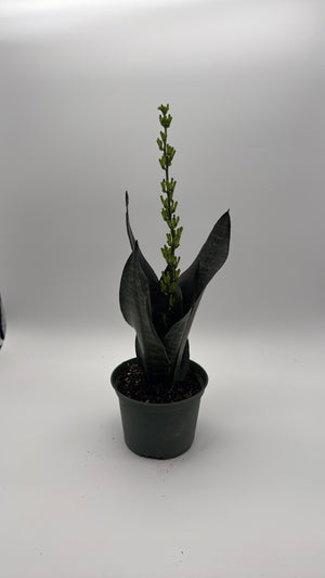 Sansevieria Robusta