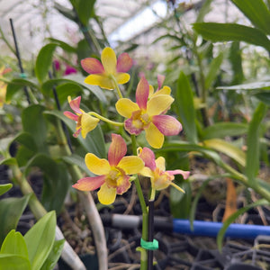 Mystery Blooming Orchid