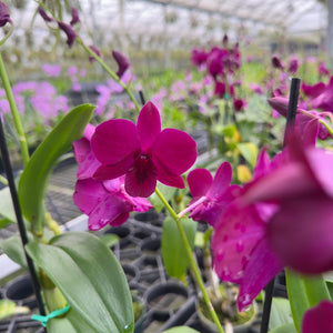 Mystery Blooming Orchid