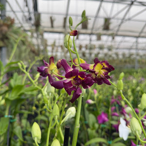 Mystery Blooming Orchid