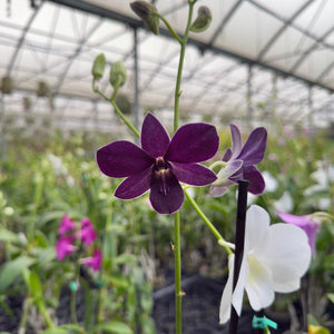 Mystery Blooming Orchid