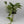 Pothos Marble Queen